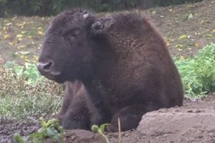 bizon-zooloski-vrt-palic2