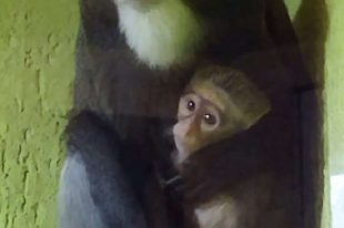 majmunic-zoo-vrt