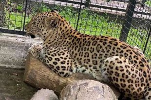 persijski leopard