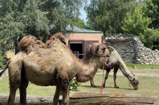 zoo-kamile